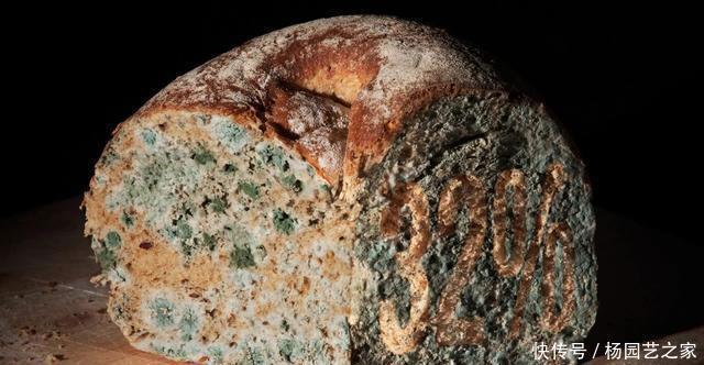 执着|啃最硬的面包打最硬的仗,欧洲人对硬面包的执着从何而来?