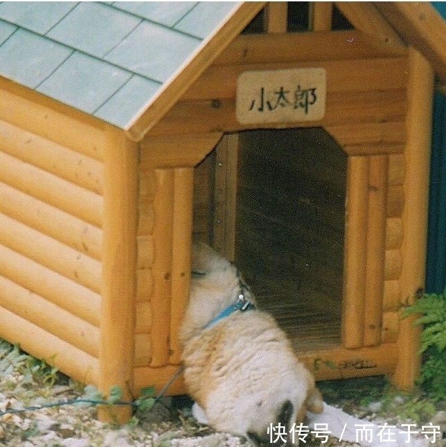 出血|国外网友PO出自家主子最蠢萌睡姿,第四个简直萌出血!