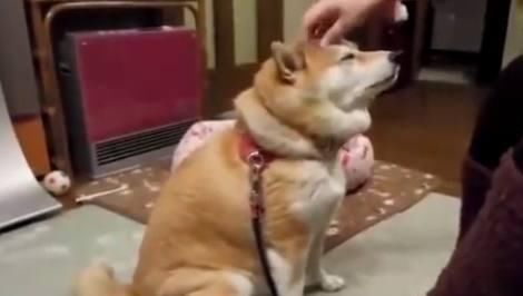 柴犬|柴犬想让主人摸它,它不停这样示意主人,真是太可爱了