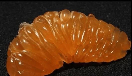 剥皮|当水果“剥皮”后你还认识吗赌10包辣条,7成人只能认出橘子