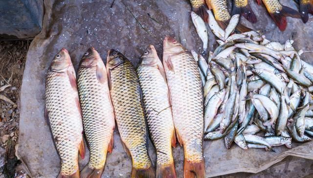 酷似|农村一种“飞鱼”,酷似黄辣丁,藏在石头缝里,吃过的都说太奢侈