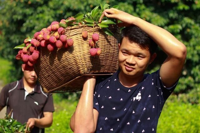 世上最贵|水果界的“布加迪”,一颗卖55万元,一般人吃不起,都是谁吃了