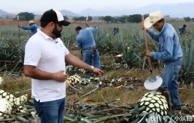 齐名|与“茅台”齐名的龙舌兰酒，为何卖得那么贵，让农场主告诉你答案