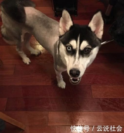 哈士奇|女主人给哈士奇换了一个发型,过了一周后,结果令她后悔不已