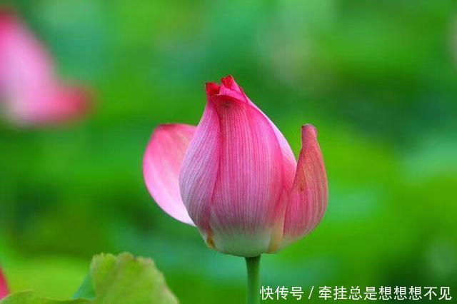 河南省|河南省民权县任庄国家湿地公园快来看,这里的千亩荷花开了