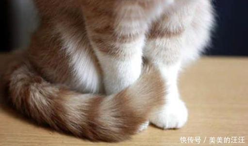 为啥|拽猫尾巴真的会“拉稀”吗?为啥阴天猫咪爱洗脸?了解下猫的感官