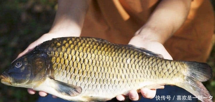 俗称|俗称“淡水鱼王”,曾是高档年货,如今7元无人问津,咋回事?