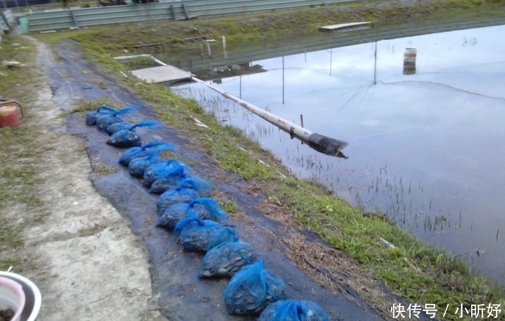 成山|寿命不到3年,交配完就死一半,曾贵到吃不起,今年堆成山卖不动