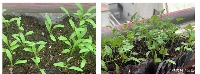 记得|香菜还要出去买?20年老菜农教你在家轻松种香菜!记得收藏