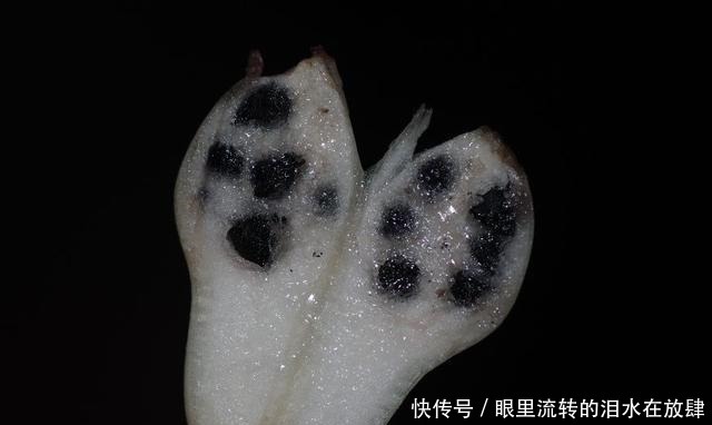 哪种|水果界的“李佳琦”,吃遍3000多种水果,哪种最好吃