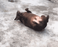 搞笑|搞笑GIF：这武功失传了吧