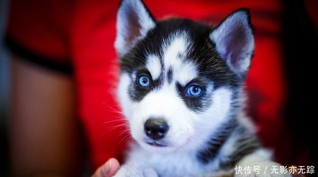  饲养|犬界最“危险”的5大狗狗，泰迪也在其中，一般不建议饲养