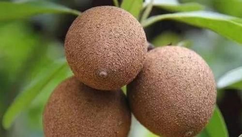 余甘果|南方特有的几种水果,作为南方人也认不出,北方人连听都没听过