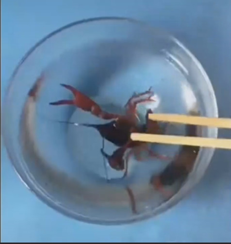 测试|女子作死将龙虾放零下三百度液氮中,测试后龙虾竟这种反应!