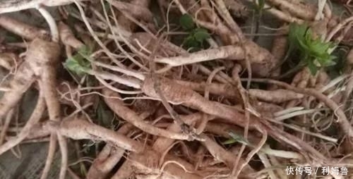 祛痰|农村一种野草是药食两用的药材，可以散寒祛痰，现在亩产值4千元