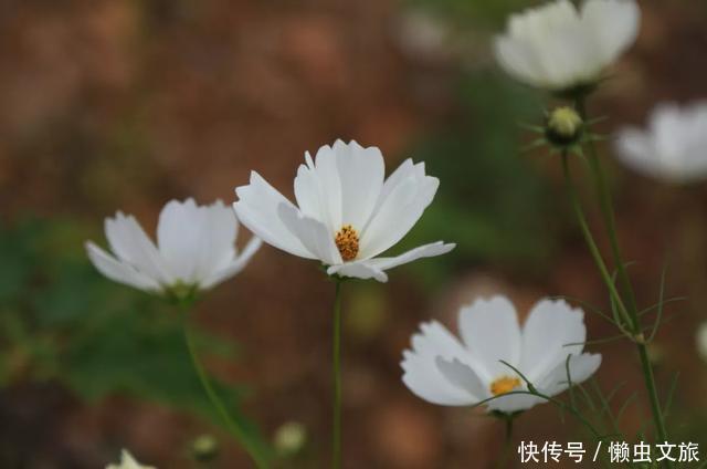 泸沽湖|陪你一起，闯进泸沽湖的花海