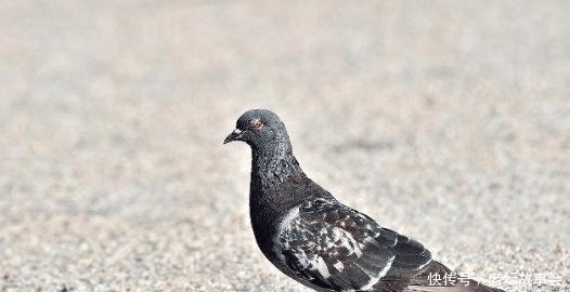 放血|杀鸽子为什么不能放血,必须要用水淹死?说了你可能不信!