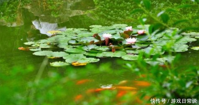 水中|隐藏在水中的4种美食,除了莲藕你还知道谁全认识的是吃货大神