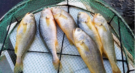 下锅|别管煎啥鱼,直接下锅就“废了”,牢记3个妙招,鱼肉不腥不破皮