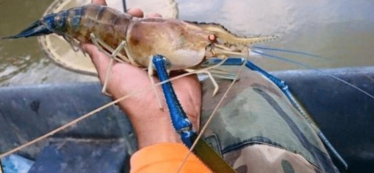 问号|湄公河大虾个个都有1米长,越南人满脸问号中国吃货咋就不吃了