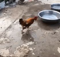  估计|搞笑GIF：妹纸估计不会再跟你打篮球了吧？