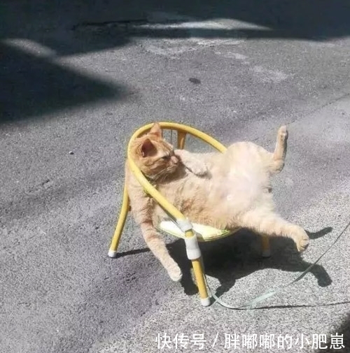 图片|趣味图片幽默段子:哈哈哈,这只大懒猫也学会葛优躺了嘛,厉害了