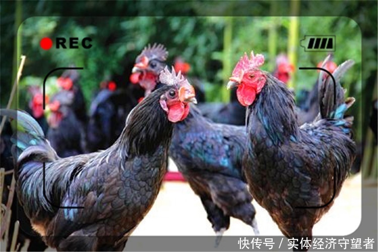 穷人养殖业什么最稳？易游娱乐城- YY易游体育官方网站- 易游体育APP
