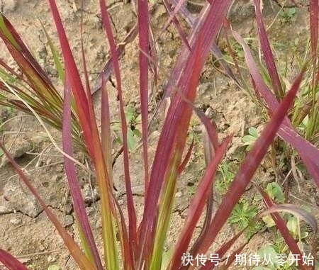  人称|这东西，人称“血草”，名字吓人却是一“宝”，野外遇见，请珍惜