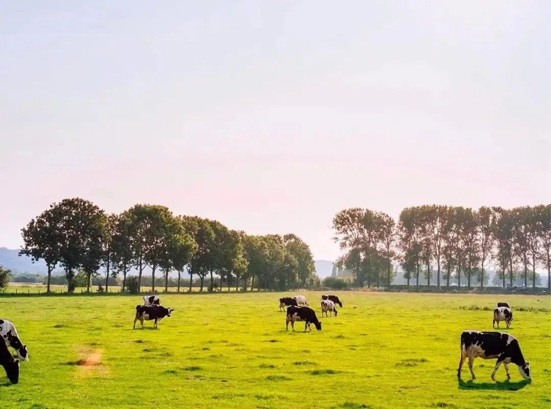 窝囊气|140亿的“0糖气泡水”,喝的是一口窝囊气!