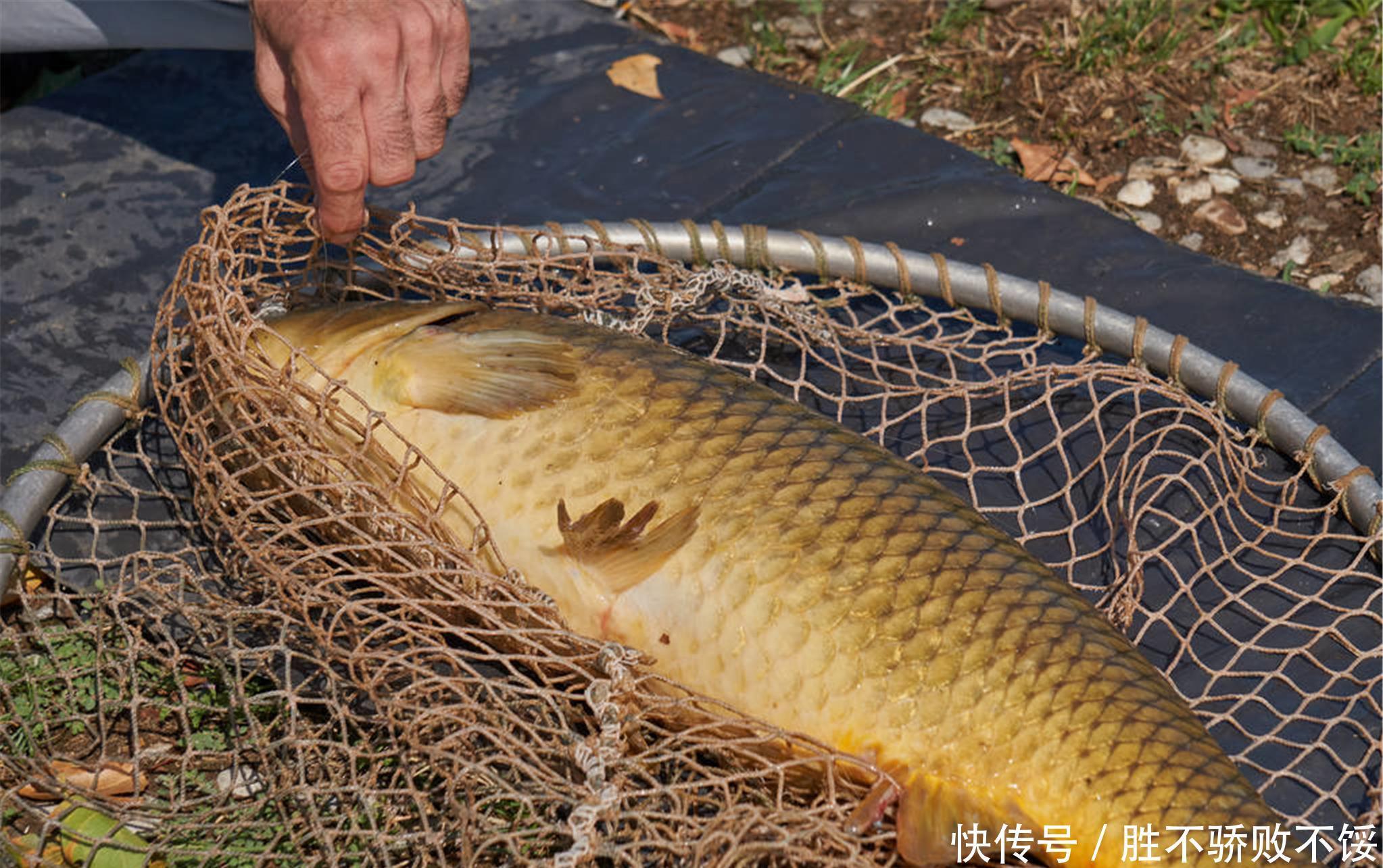 条鲤鱼|一条价值450万的鲤鱼，5年还没被钓上来，钓鱼人：还有这好事？