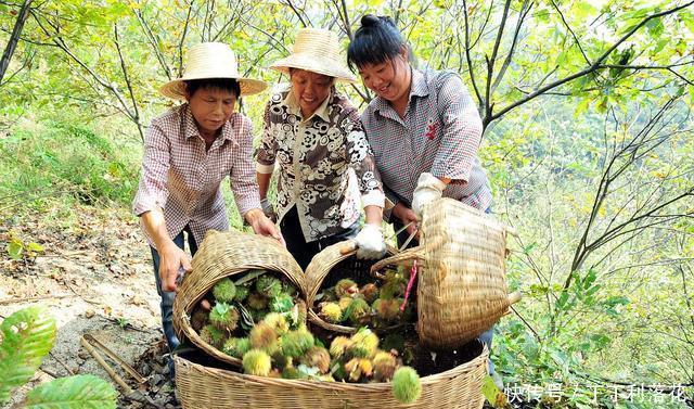 丰满|九月的板栗真当时,丰满多肉营养好,秋分时节板栗这样吃才是王道