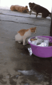 运动型|搞笑GIF：听说男生都喜欢运动型的女生，那我呢？