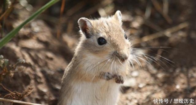 瘟疫|中世纪让欧洲死亡一半人口的黑死病,瘟疫屠戮横行,浩劫席卷全球