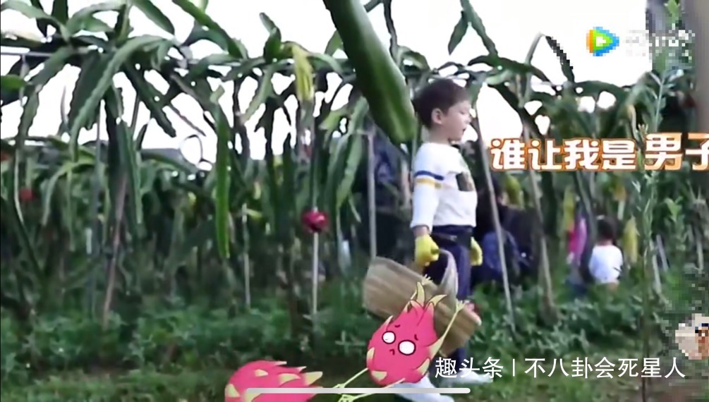  哥哥|Jasper当哥哥了！应采儿激动发文，53岁陈小春要拼三胎