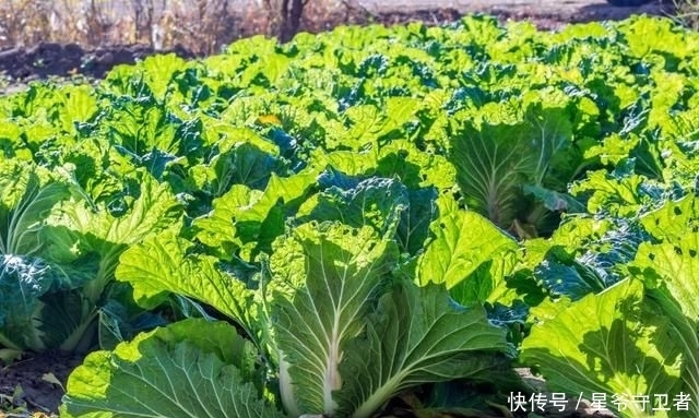 还要|在家种个菜都这么美,还要什么花园?