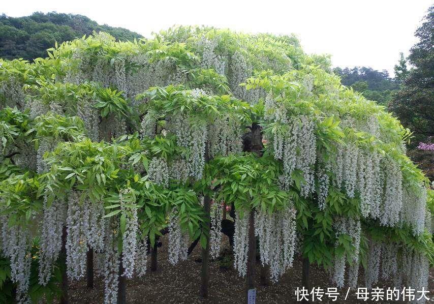 小雅|父母要彩礼女儿坚持不要，结婚该要彩礼吗？3个女人给出答案