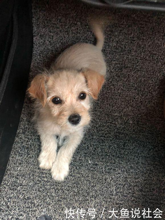  耍赖|为了避寒小流浪狗跳到车上不下来，看着它那耍赖的模样，女孩乐了