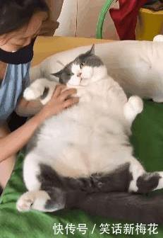  马蜂|“被这么大的马蜂蜇了，我还有机会吗？”哈哈哈找个阴凉地躺下吧