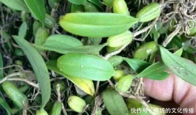 肠胃|肠胃不适可以吃它,还能清热化痰,用来烹饪味道更佳!