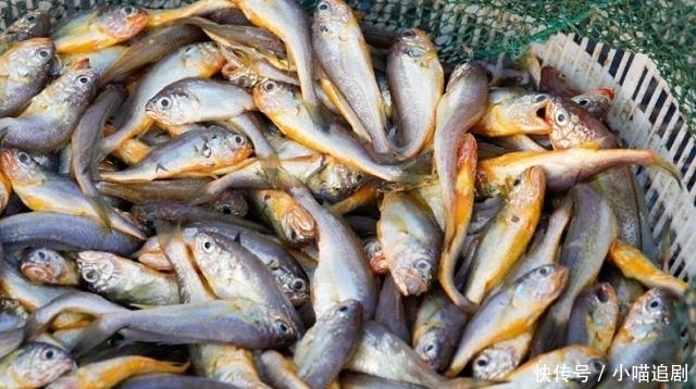 便宜|好吃又便宜的4种海鲜鱼,基本“没腥味”,吃起来相当过瘾