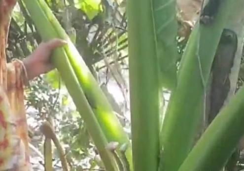 大开眼界|印度农村特色美食，长的比人高，重上百斤，大开眼界了