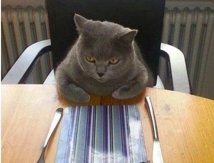 GIF|搞笑GIF:这猫咪长的也太黑了,这晚上都容易踩到