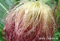 变化|立秋后,每天晚上睡前喝一小碗,半个月后,3大惊喜变化不请自来