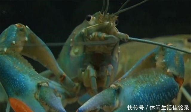 混养|水池中混养龙虾,学会这几招,不赚钱都不行