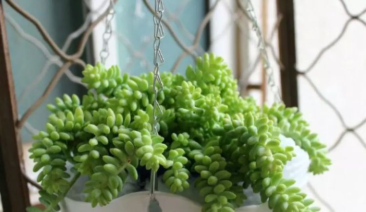 美爆|这种多肉吊起来养,所谓像一串串葡萄一样,美爆了
