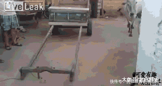 厉害|GIF搞笑趣图: 好厉害的情侣, 这几个动作实在是高难度啊!