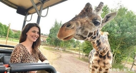游玩|美女去动物园游玩,却被工作人员请走,居然是因为这个!