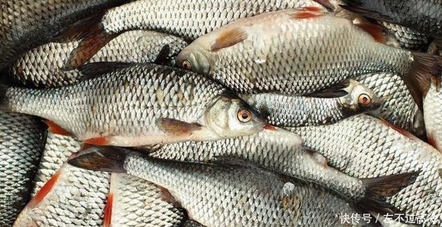 常吃对身体|吃鱼就认准这4种,营养高味道好,不懂吃太可惜了