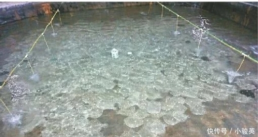 市场|1992年才引进国内,至今无法自然繁殖,市场很难买得到