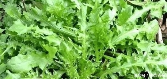  健脑|美食诱惑，春天不吃它太可惜，田间地边到处有，补钙明目还健脑，孩子多吃好